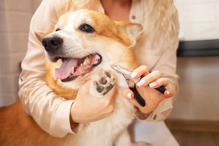 Essential Grooming Supplies Every Pet Needs
