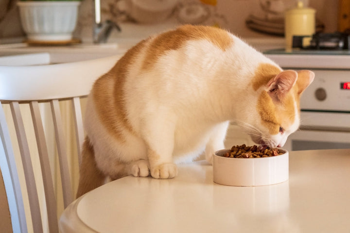 Essential Feeding Accessories For Everyday Pets